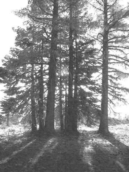 Fotosketcher-backlit-trees
