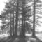 Fotosketcher-backlit-trees