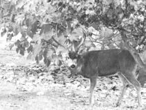 Wary Black Tailed Buck von Frank Wilson