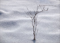 Winterzeit by Ralf Nentwig