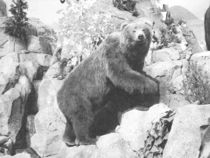 Grizzly Bear  von Frank Wilson