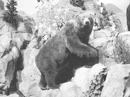 Fotosketcher-western-black-bear