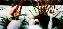 Grass Through Snow by florin