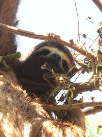 Lazy Sloth 1 by Gitta Wick