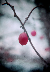 Lonely Winterberry von Sybille Sterk