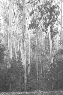 Eucalyptus Forest by Frank Wilson