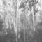 Fotosketcher-euycalptus-forest