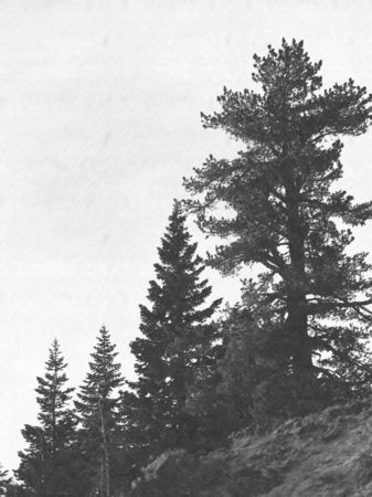 Fotosketcher-forest-ridge