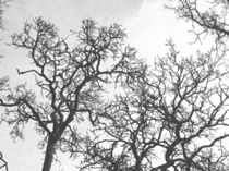 Tree Branches von Frank Wilson