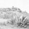 Fotosketcher-upper-bidwell-cactus