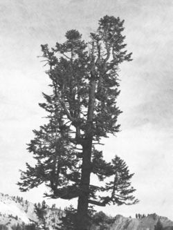 Fotosketcher-giant-tree