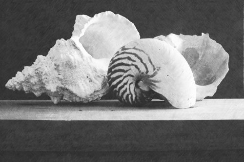 Fotosketcher-seashell-arrangement