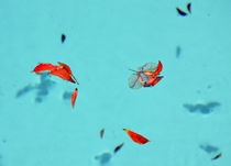 Rote Blätter im Pool by Gabriele Brummer