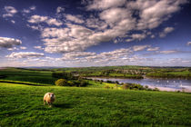 Dart Valley Sheep  von Rob Hawkins