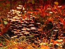 Eukaryotisch Mushrooms by Nicole Frischlich