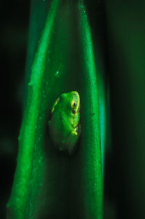 Tree Frog by Melissa Salter