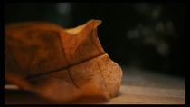 Leaf von ankit gajjar
