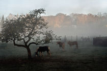 Horses in the fog  von Barbara  Keichel