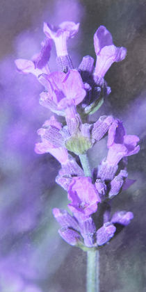 Lavendel by Christine Bässler