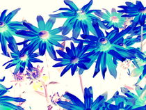 Blue flowers von Pauli Hyvonen