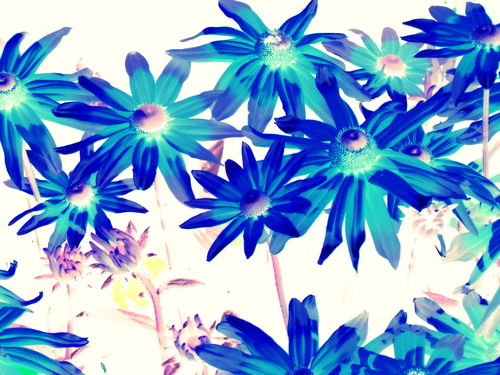 Blue-flowers