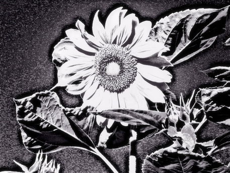 Sunflower-at-night