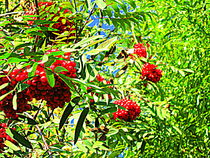 Rowan berries by Pauli Hyvonen