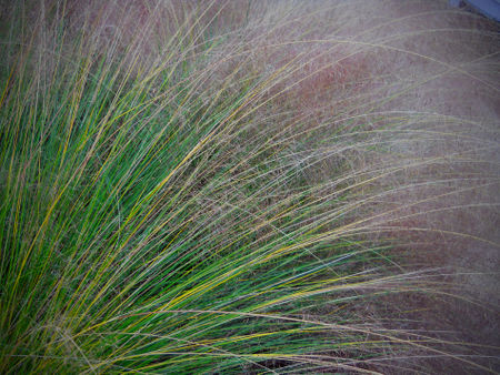 Decorative-grass