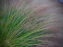 Decorative Grass von Judy Hall-Folde