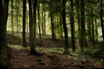 Misty Beech Woods by David Tinsley