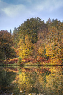 Autumn at Cannop by David Tinsley