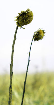 Sonnenblumen by Jens Berger