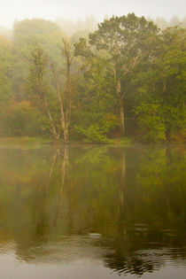 Misty Reflections by David Tinsley