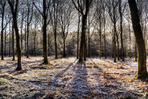 Frosty Beech Woods by David Tinsley