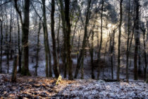 Winter Sunrise von David Tinsley