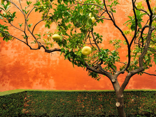 Pampelmusenbaum-vor-roter-mauer
