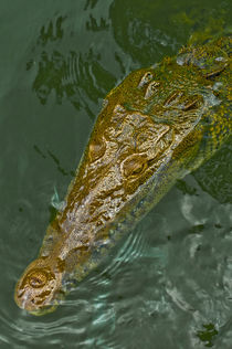 Jamaican crocodile by Stefan Antoni - StefAntoni.nl