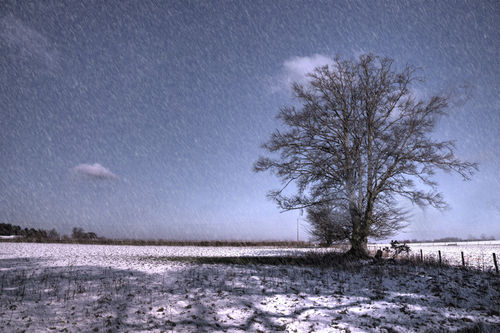 Tree-in-the-snow