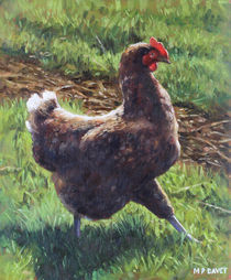 Single chicken walking around on grass by Martin  Davey