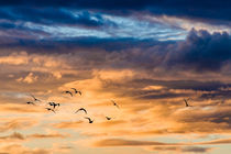 bird.sunset by Arno Kohlem