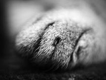 cat's paw by Jens Schneider