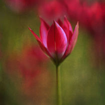 Tulip by Annie Snel - van der Klok