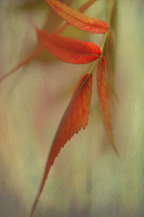 A Touch of Autumn by Annie Snel - van der Klok