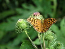 Kaisermantel Schmetterling by Yven Dienst