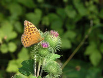 Kaisermantel Schmetterling Profil by Yven Dienst