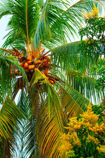Kokospalme im tropischen Garten von Gina Koch