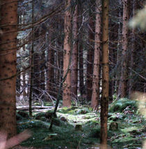 Wald von jaybe