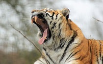 yawning tiger by Martyn Bennett