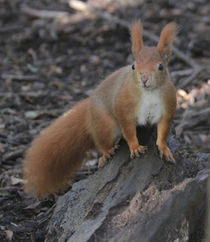 red squirrel on a rock by Martyn Bennett