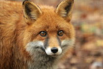 elle the red fox by Martyn Bennett